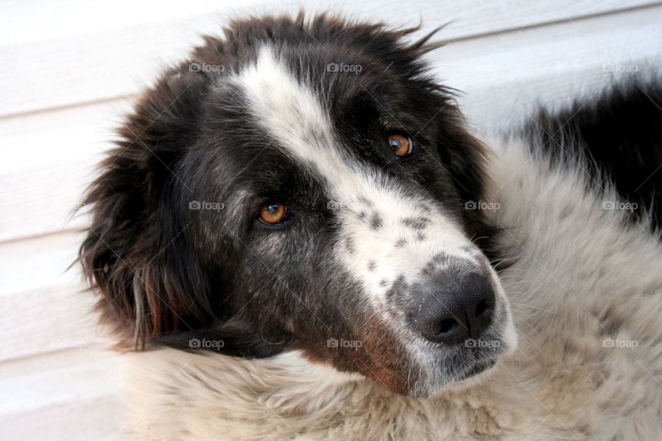 Dog, Animal, Pet, Portrait, Canine