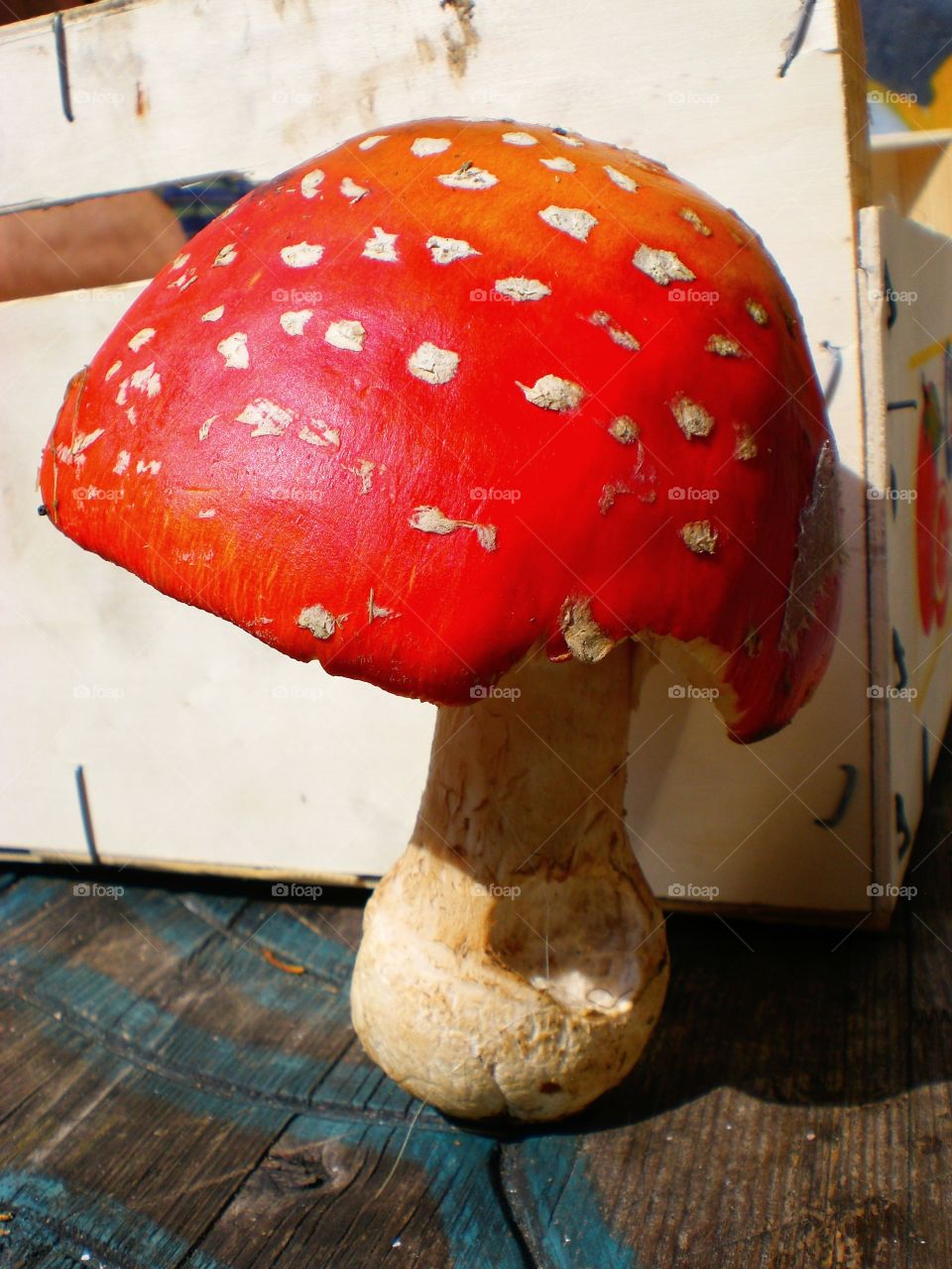 Fly Agaric /Fliegenpilz