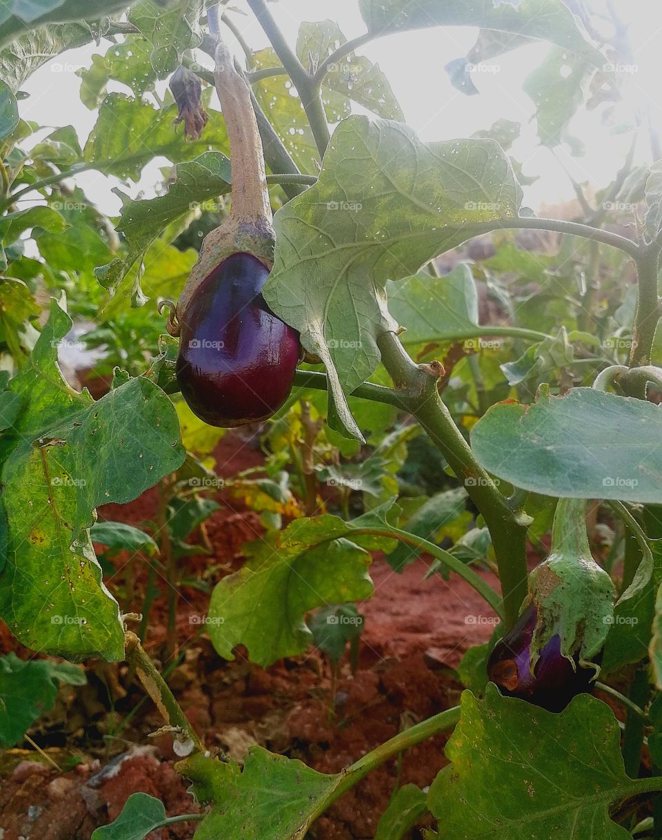 Aubergine