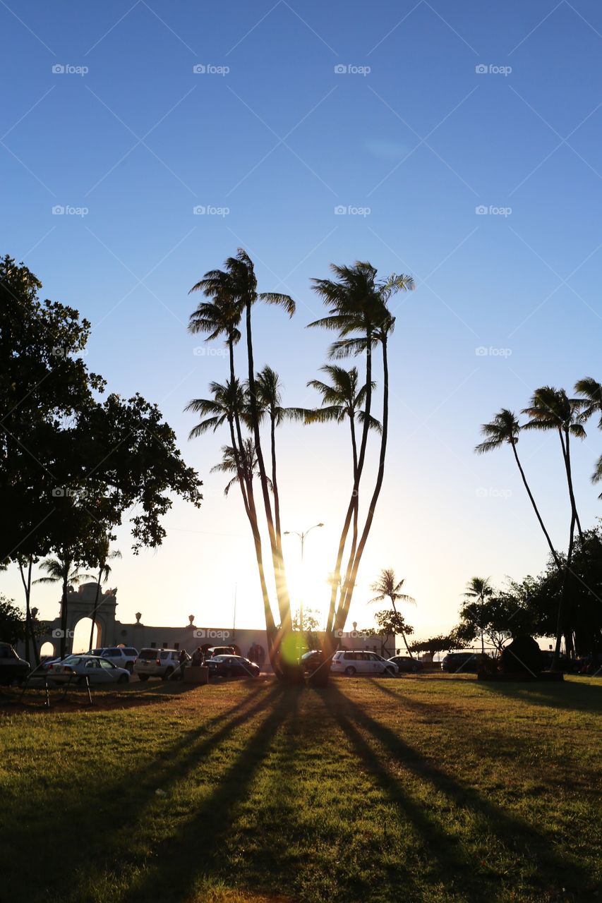 Hawaii. Palmtree