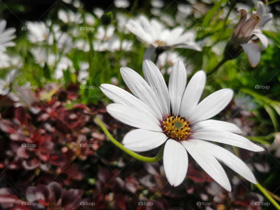 White flower