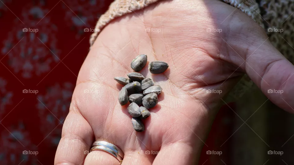 Hand holding sunflower seeds
