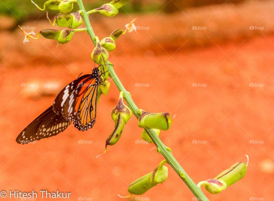 beautiful butterfly on the plants. opening its wings. a symbol of freedom and love