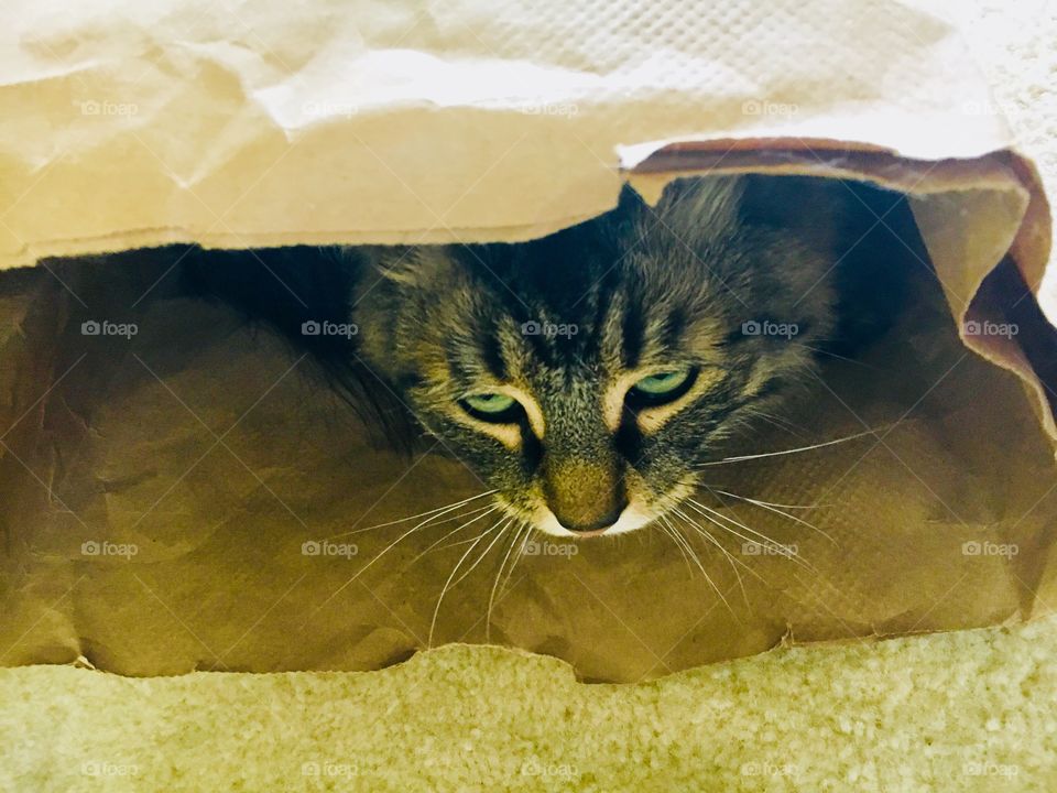 Someone let the cat out of the bag 2