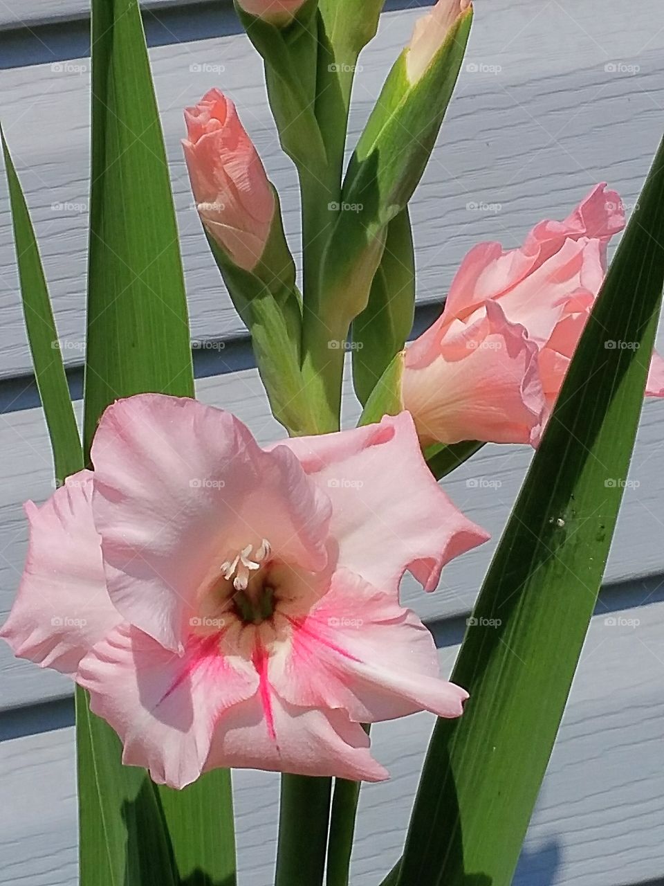 Gladiola