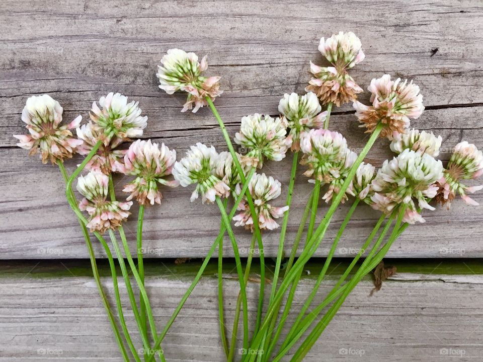 Closeup flat lay of white clover on a wooden surface 