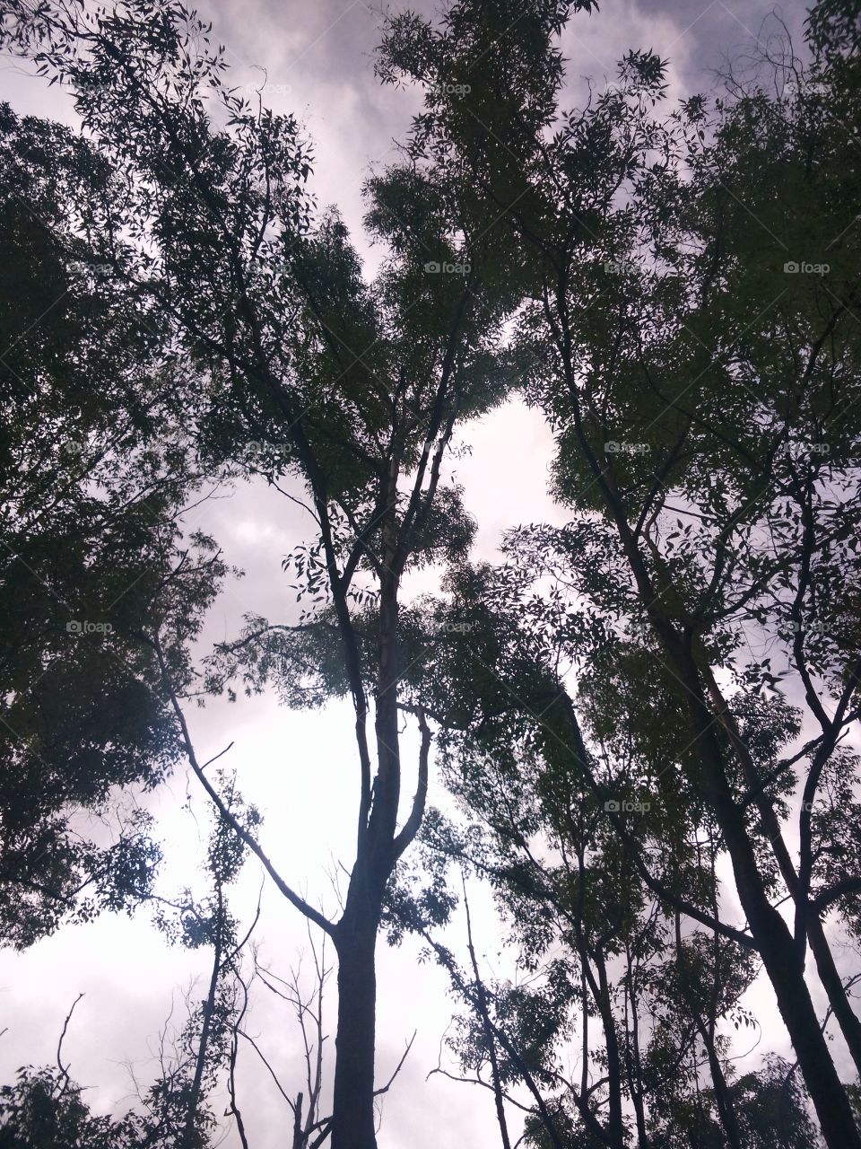 Kebesani's Pine Forest. Ende, Flores Island, Indonesia