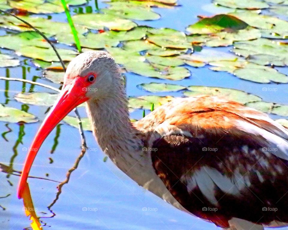 Juvenile Ibis