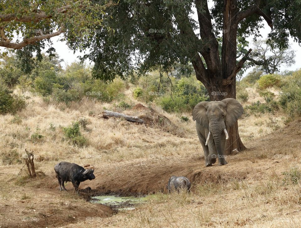 Standoff: Buffalo and Elephant