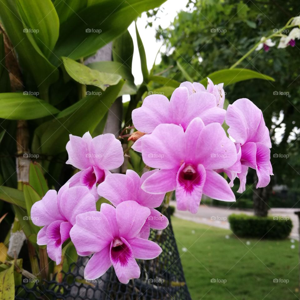 The blooming of purple orchids with green leaves hanging on tree.