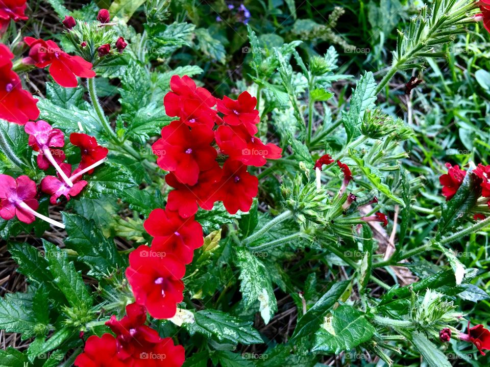 Red flowers