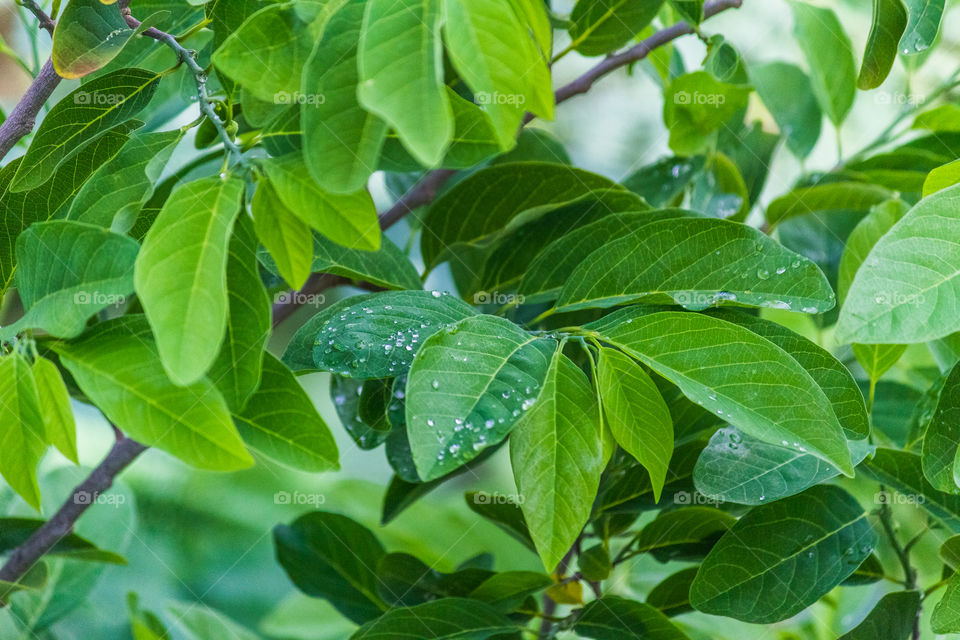 green colour story 