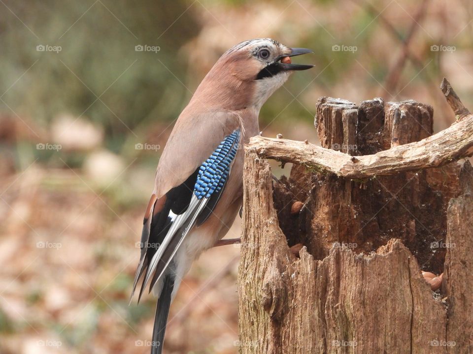 A Jay with a nut