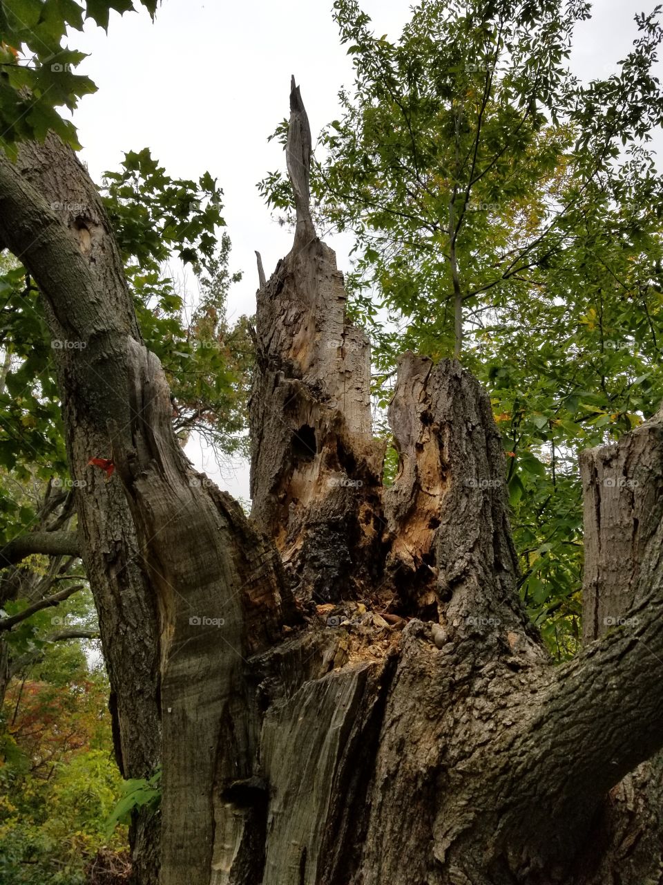 Tree, Wood, No Person, Nature, Outdoors