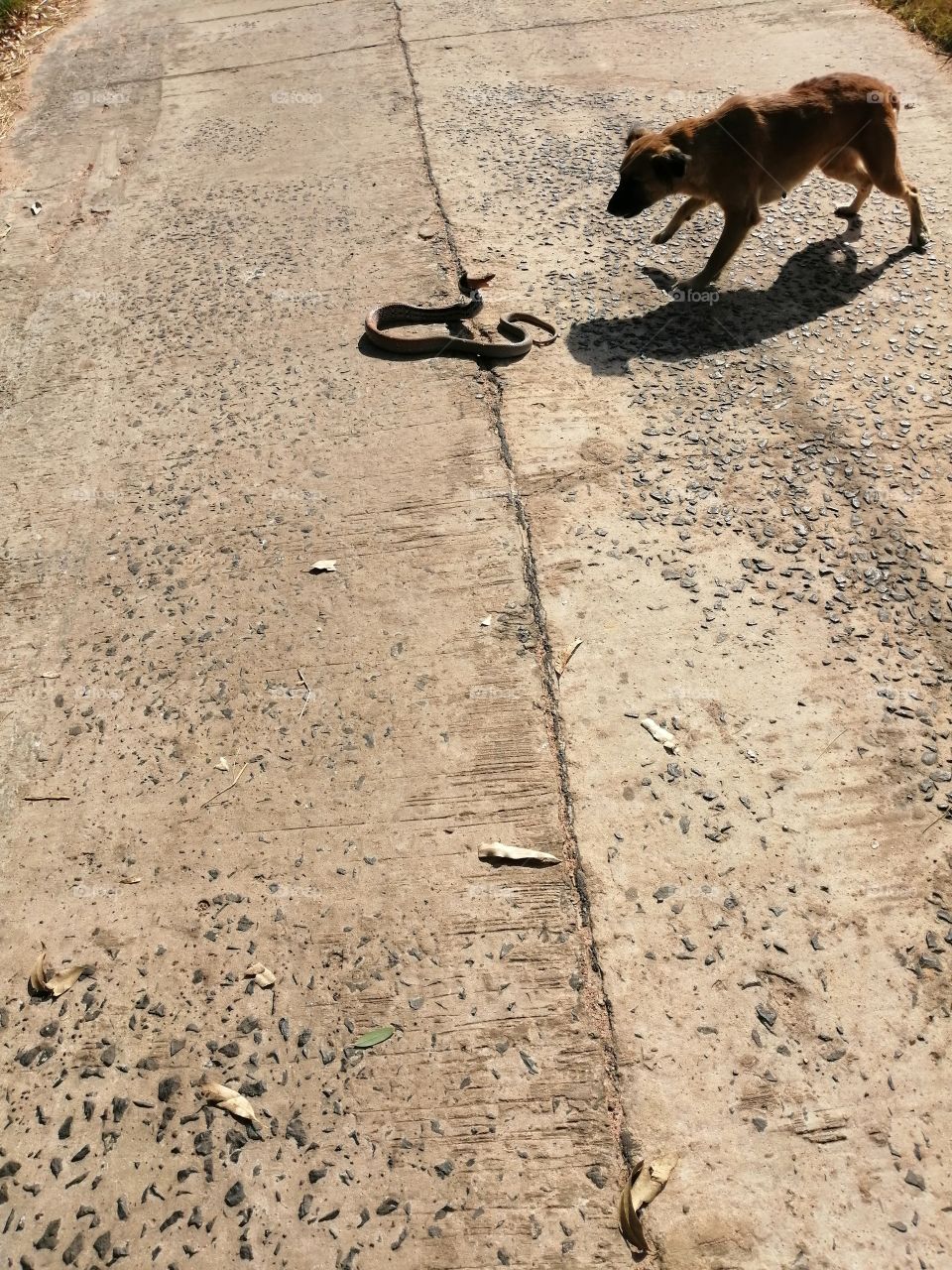Snake dog with cobra