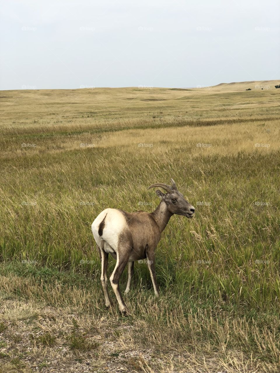 Antelope in the Badlands