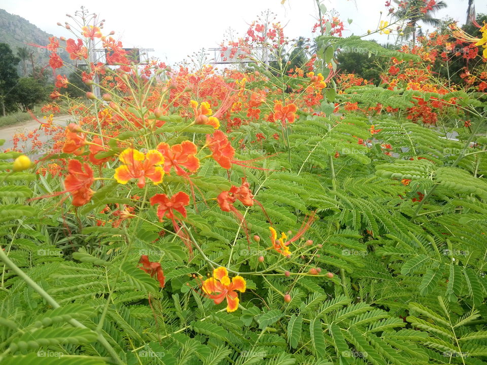 the most beautiful blooming red and yellow colour mixing flowers on road side