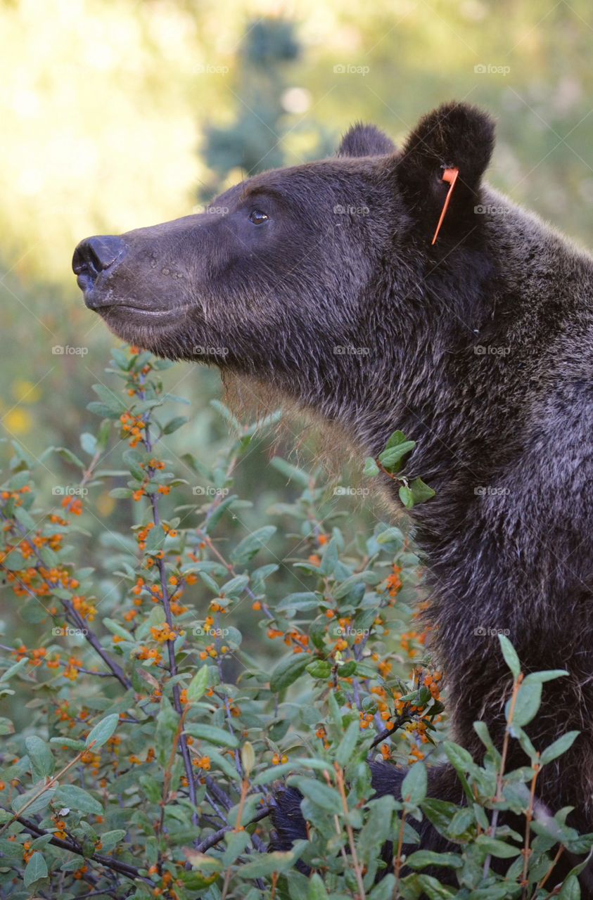 Grizzly bear in Peter Lougheed Park