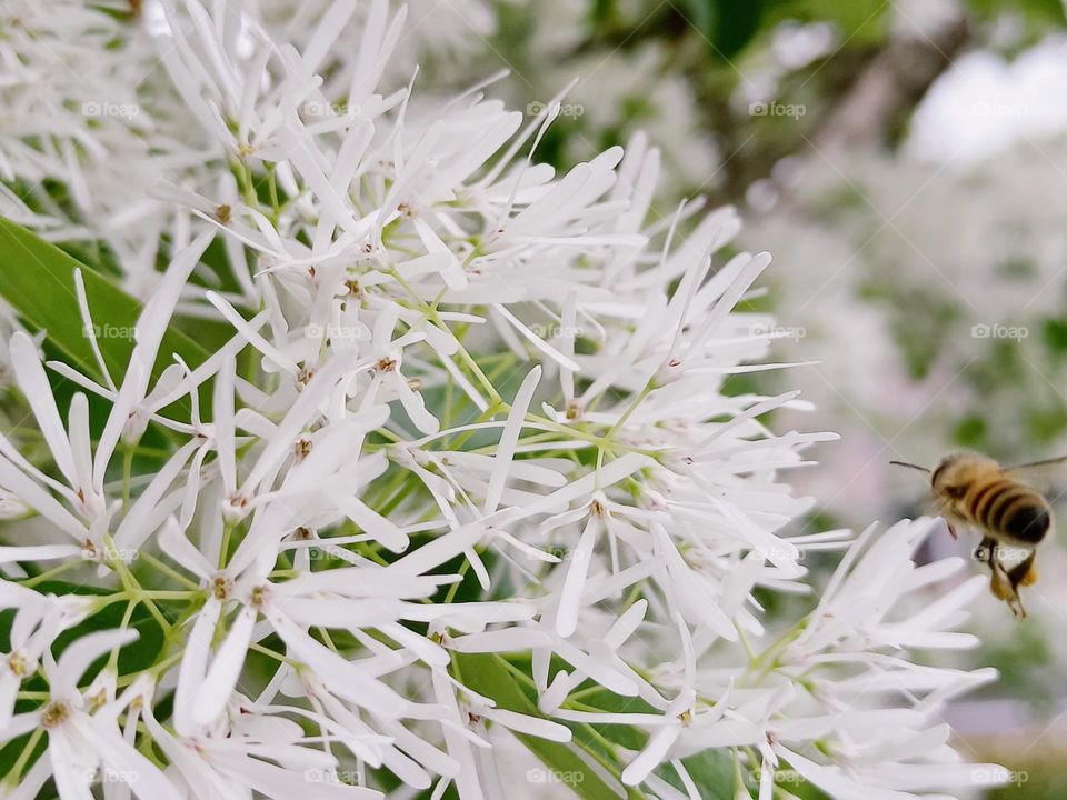 The Chinese Fringe-tree & bees