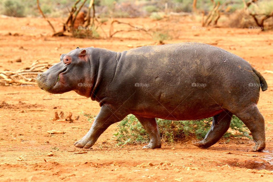 hippo