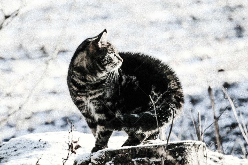 Winter, cat