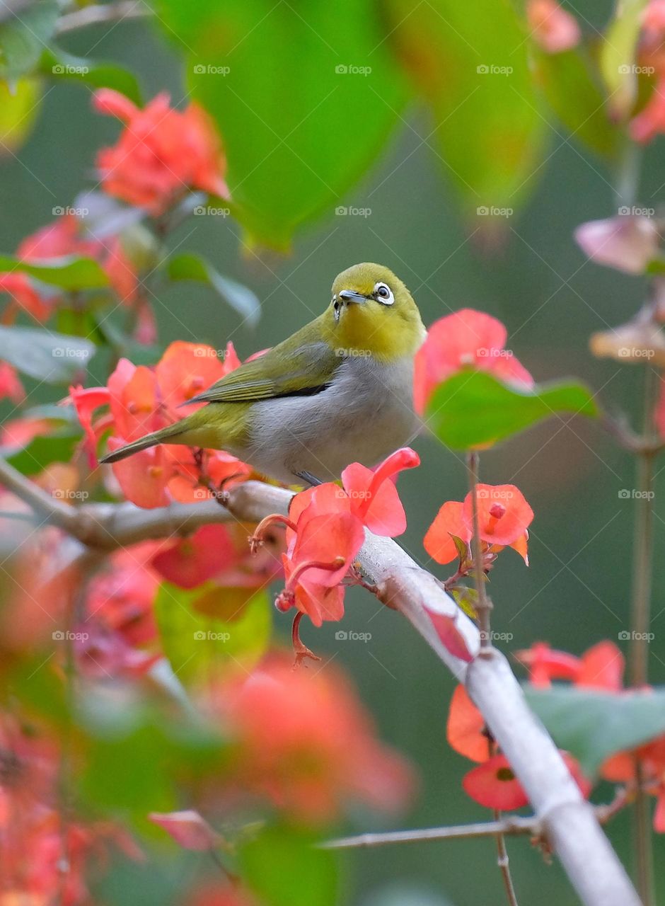 bird with flowers