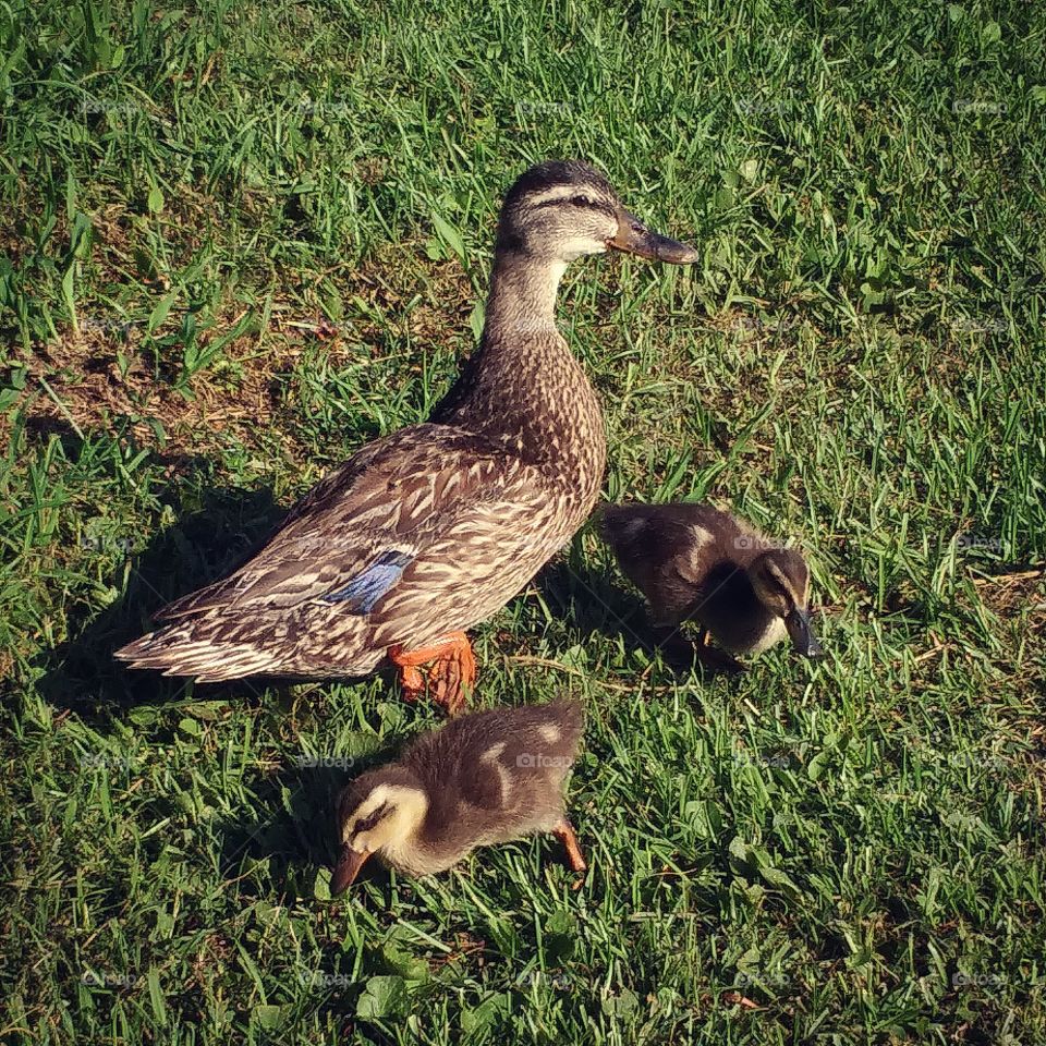 Mama and her babies.