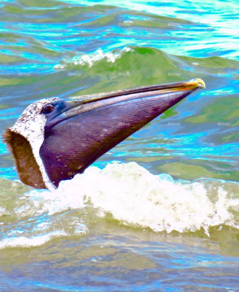 Pelican's Pouch. Pelican at Barefoot Beach Preserve