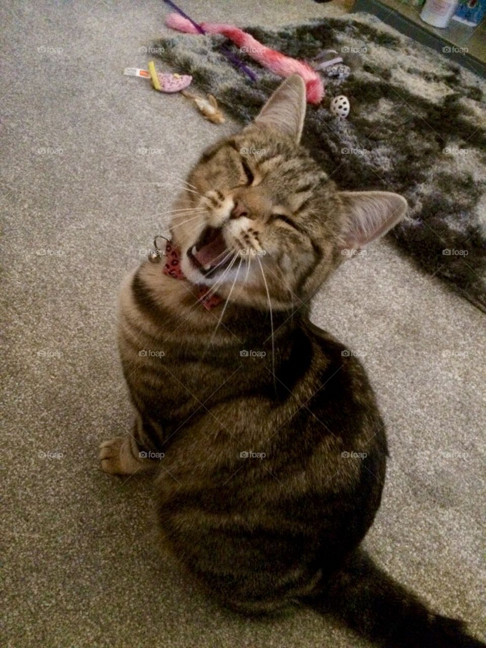 Laughing tabby cat - Beryl. What’s so funny? Smiling for the camera. Gorgeous tabby. 