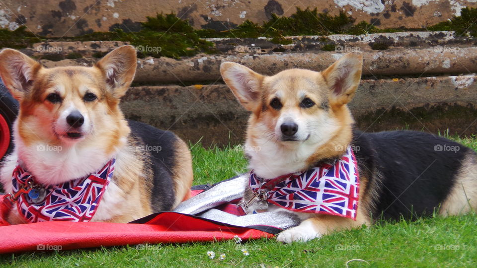 pair of corgis