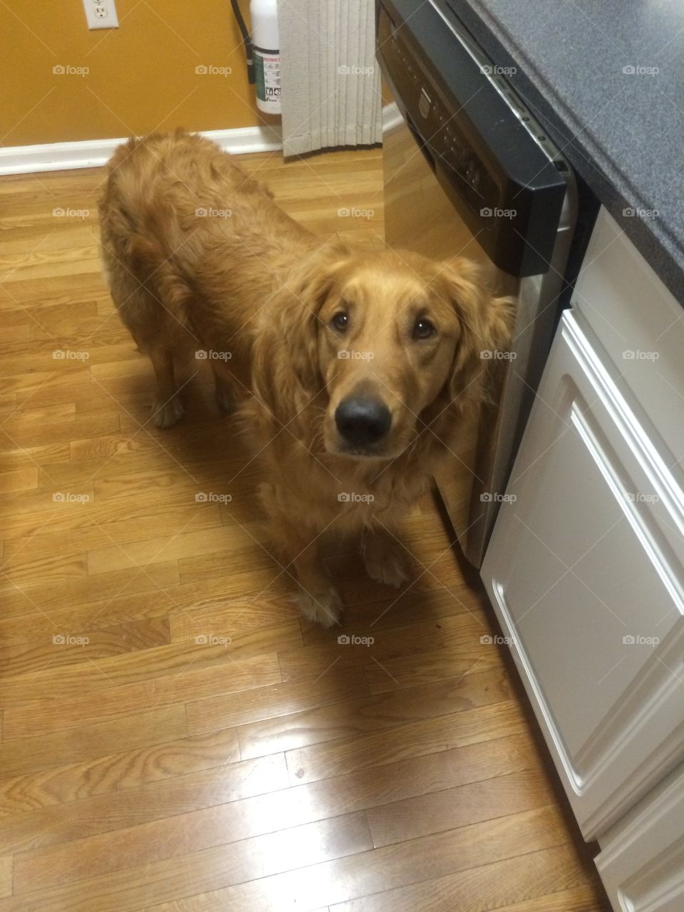 Goldens are the best 