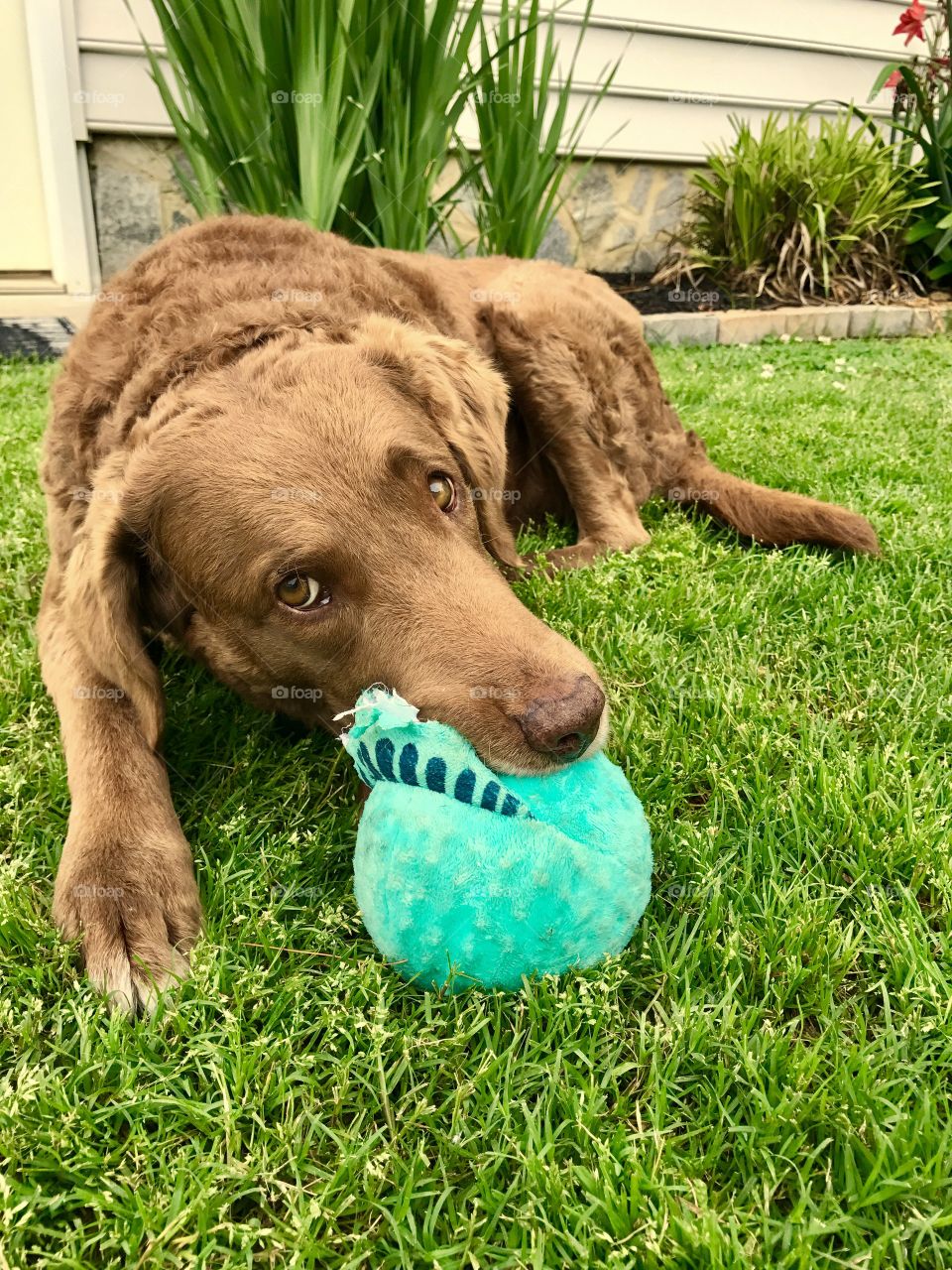 Chesapeake Bay Retriever Holding Ball