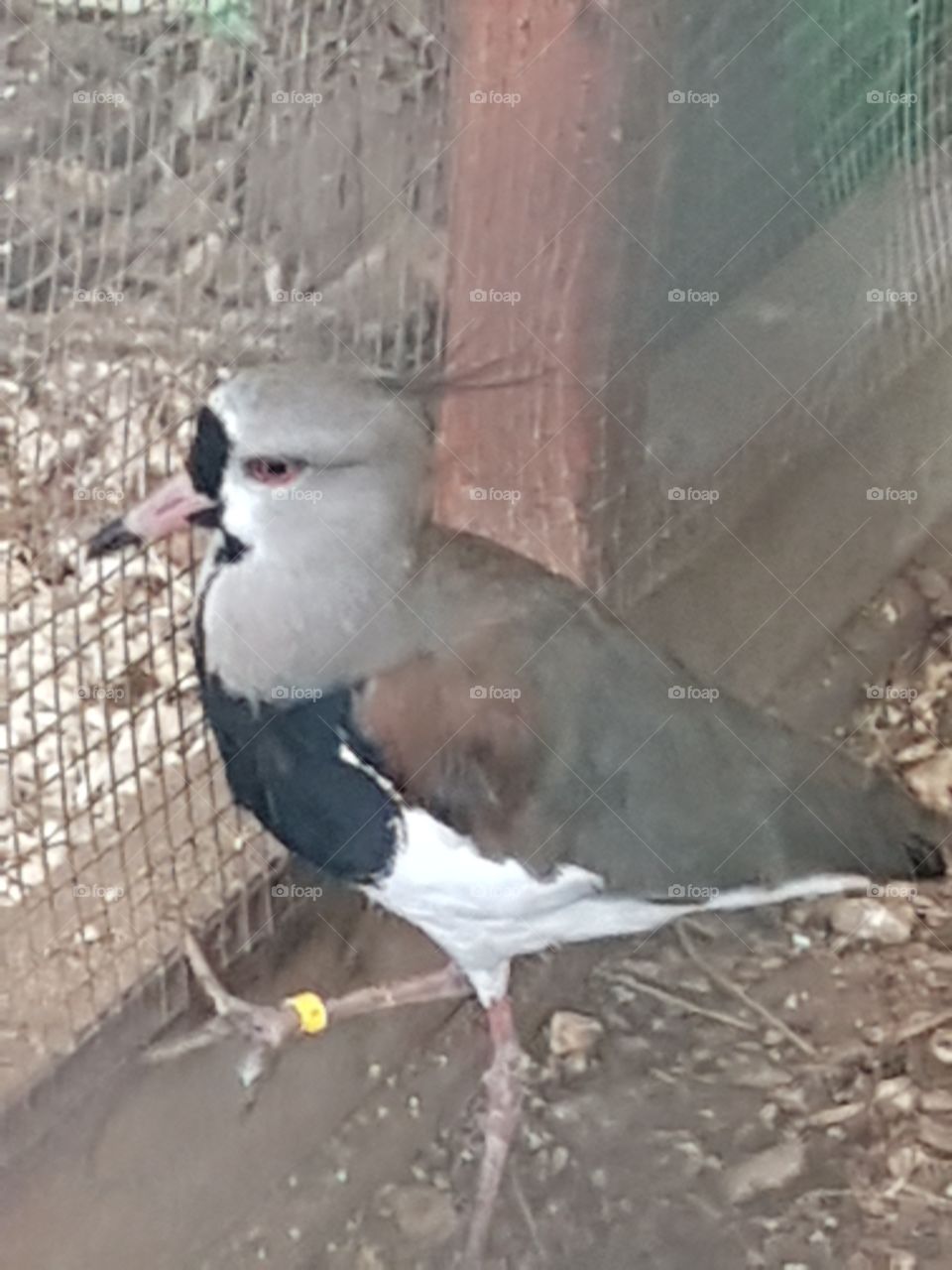 The bird who wants to get out.. So cute..