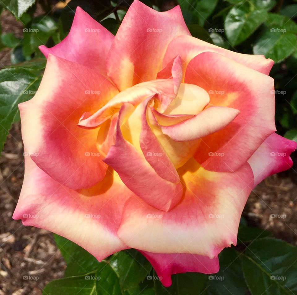 Pink lemonade twisted flower Botanical gardens
