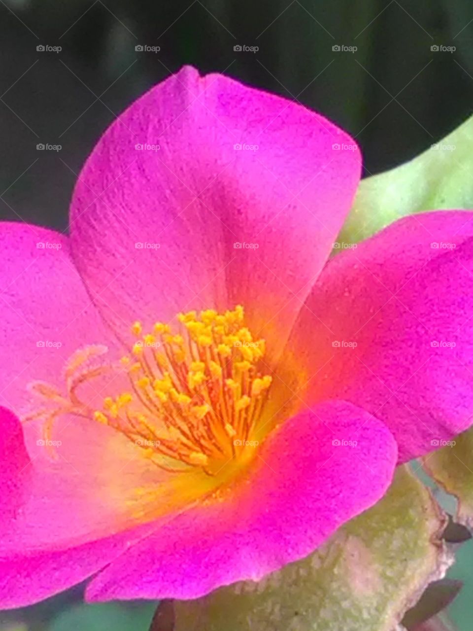 Inside the flower of pink, the pollen particle loses its form after only fading in a single day.