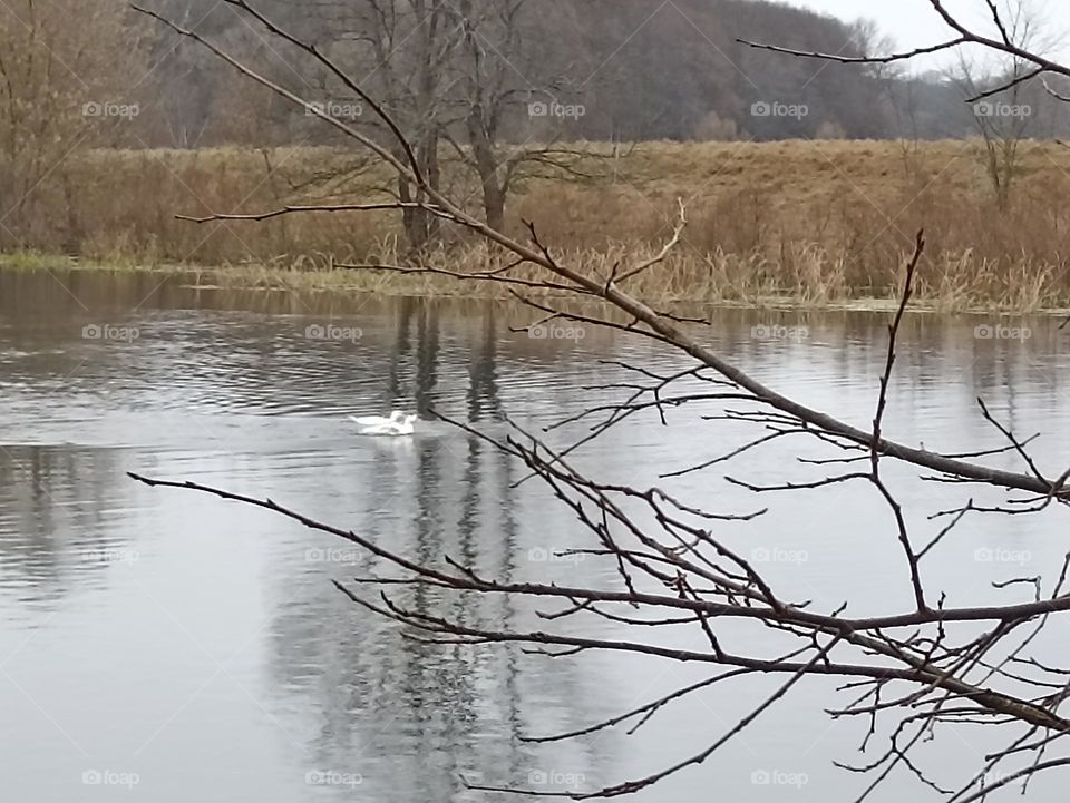 Geese on the forest river