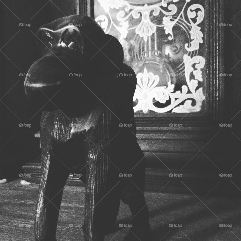 Black and white monkey 