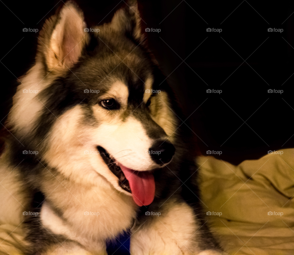 dog siberian husky man best friend by trist9
