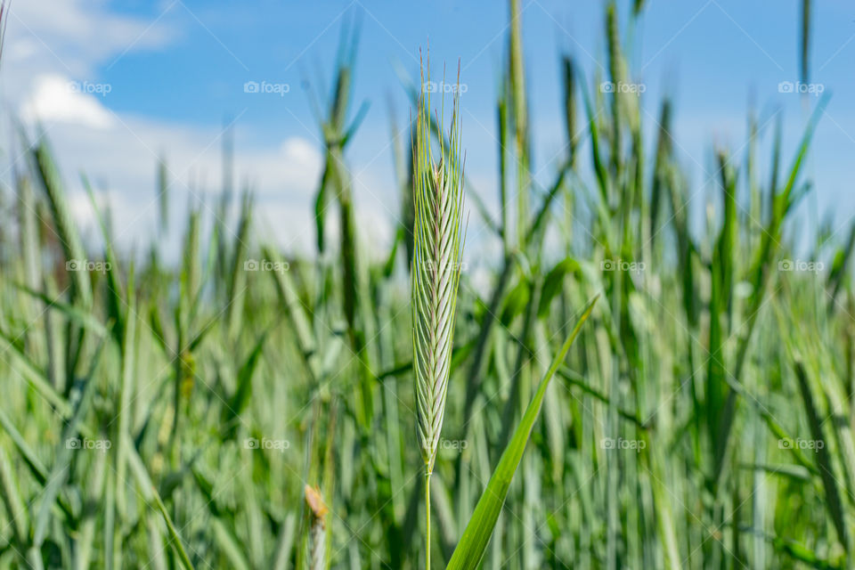 green rye in spring