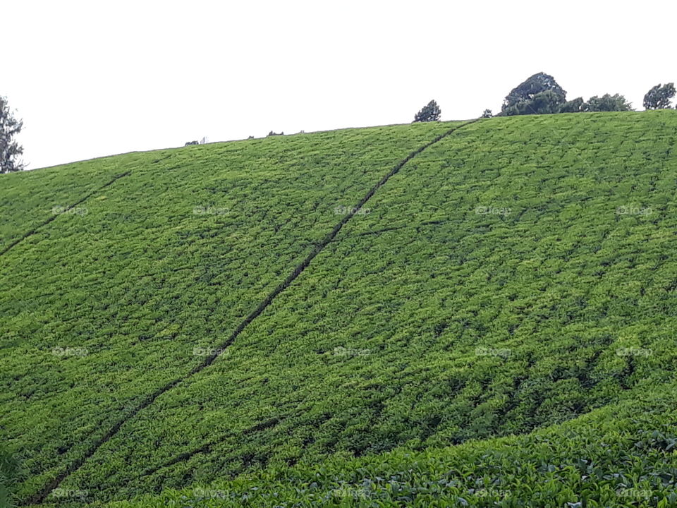 Tea Estate