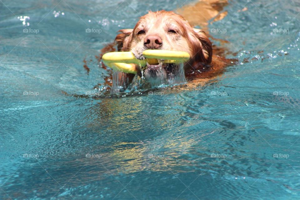 Dip in The Pool