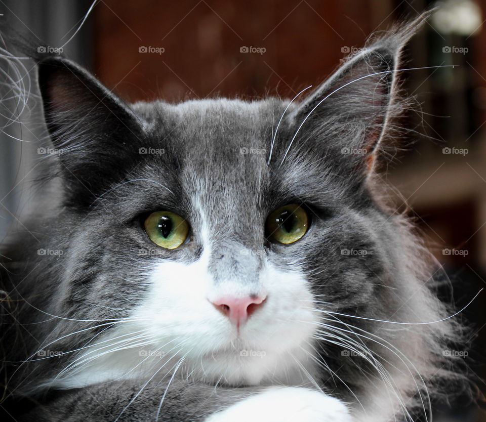 Close-up of a norwegian forest cat