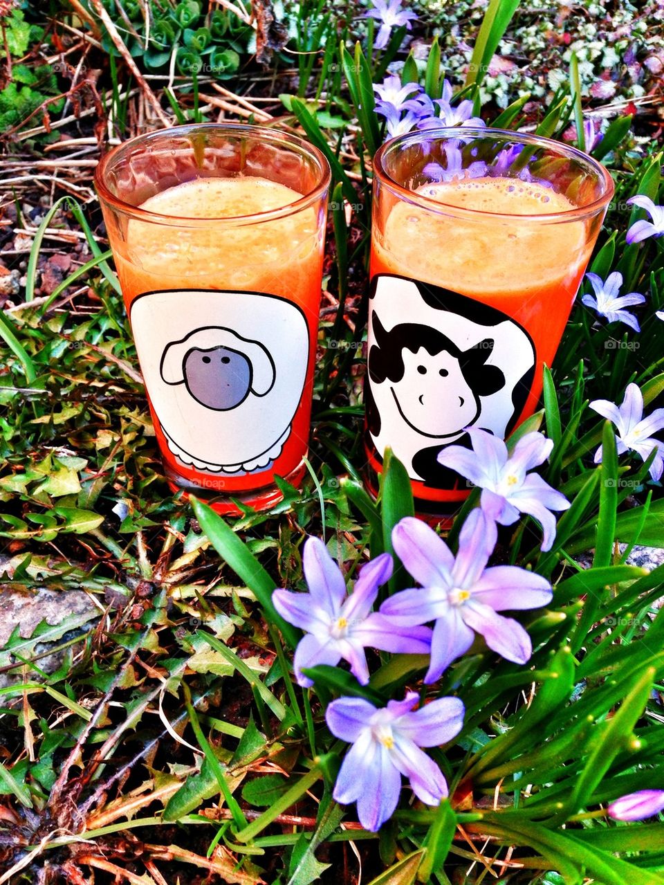 fresh carrot and orange juice