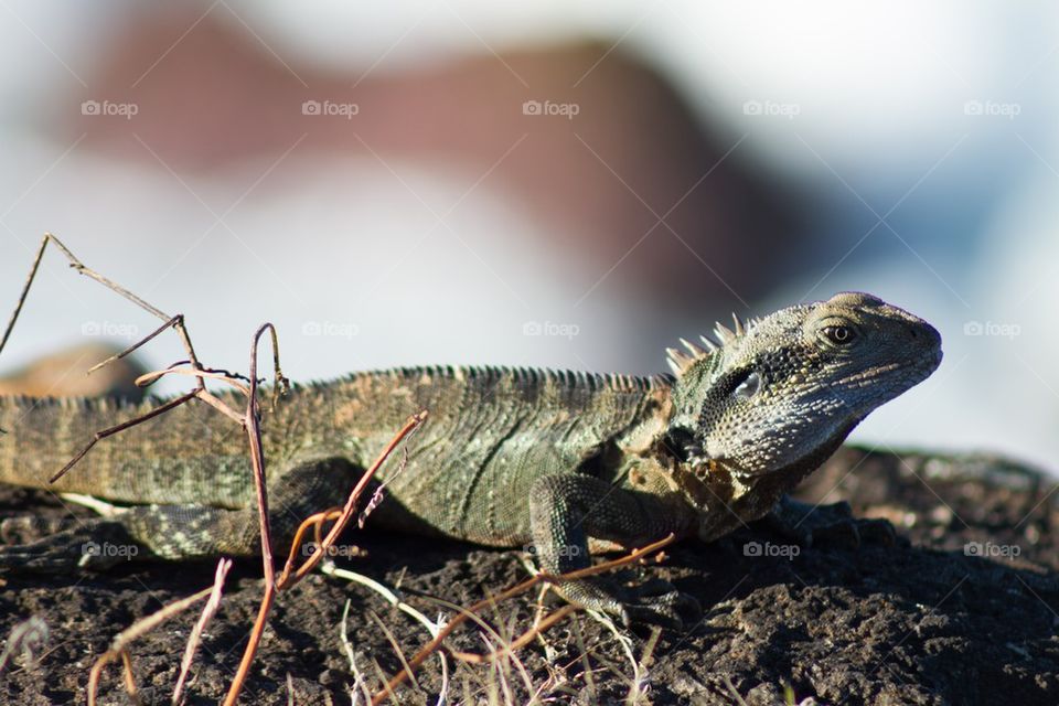 Bearded Dragon Lizard 