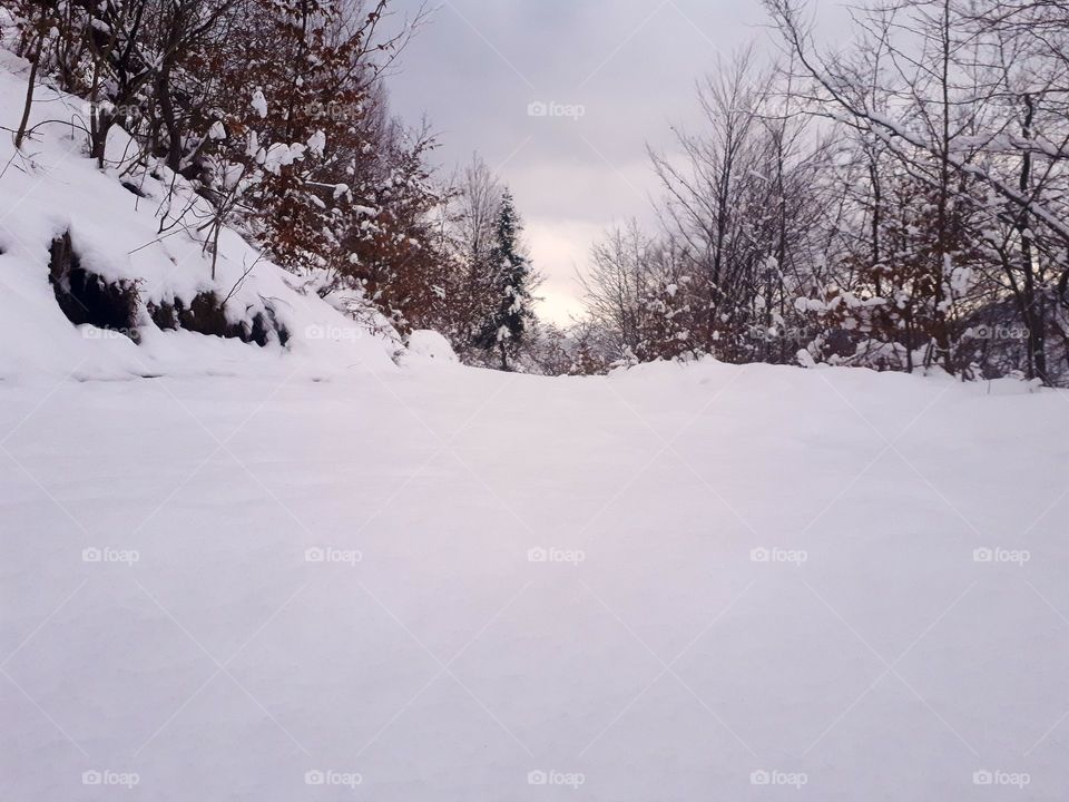 a snow-covered forest