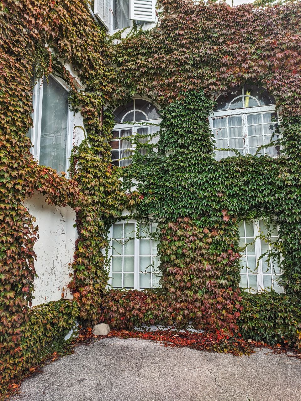 Beautiful autumn view at the window entwined with colorful vine leaves.