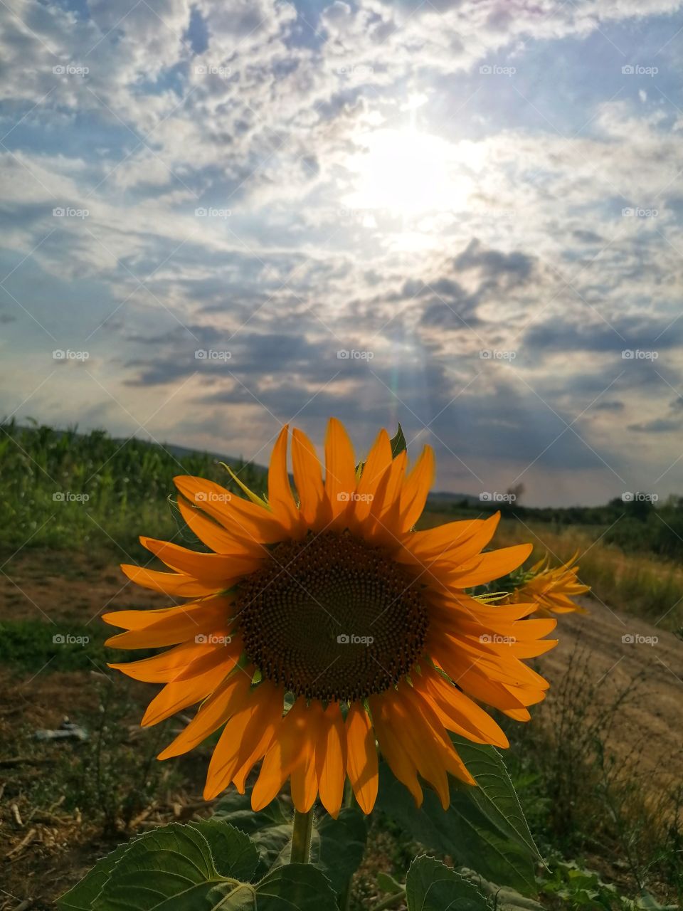Sunflower