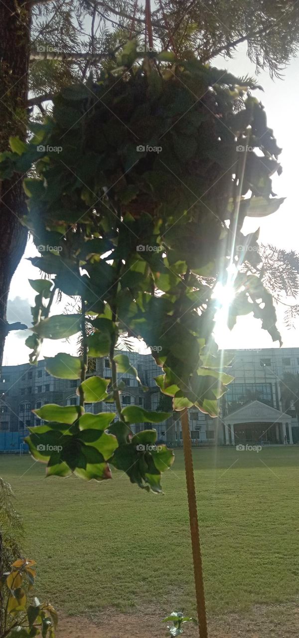 Hello sunshine ☀️❣️