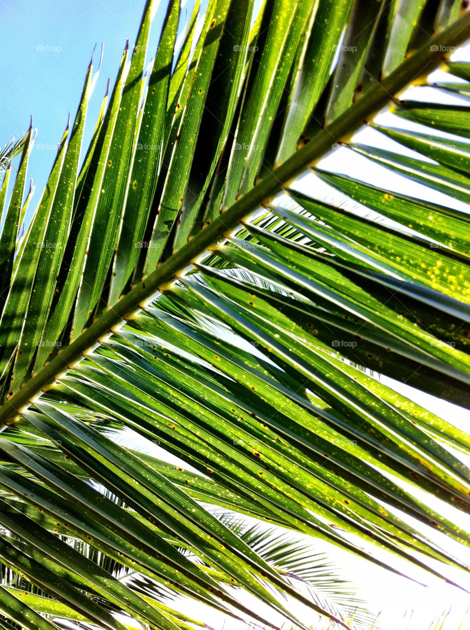 green color palm leaves by king