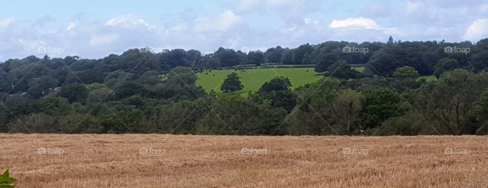 Ardingly country side